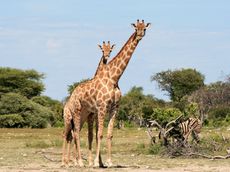 Giraffe_03.JPG